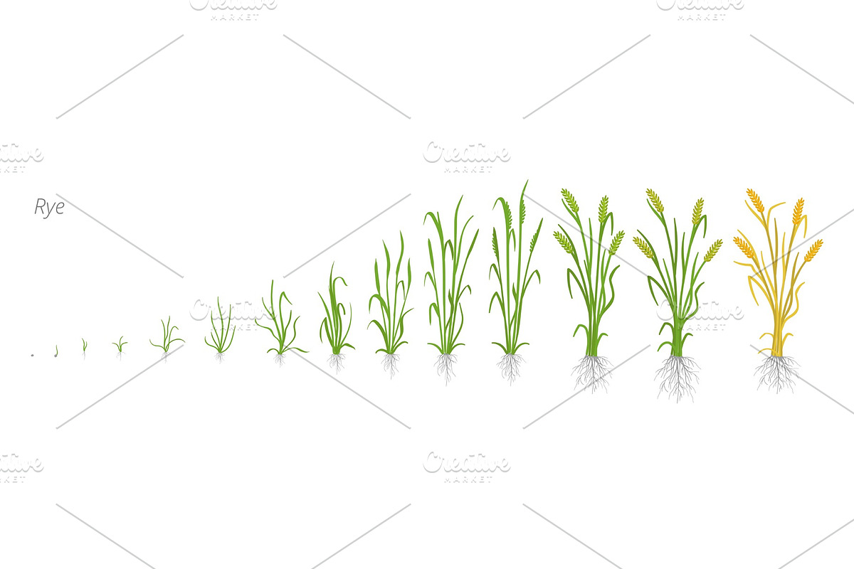 Growth stages of Cereal Rye plant. in Illustrations - product preview 8