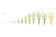 Growth stages of Cereal Rye plant.