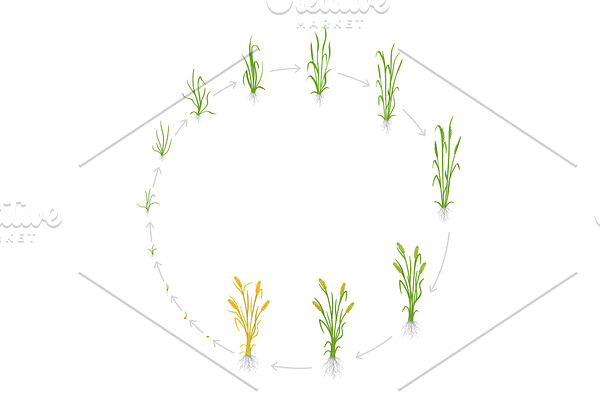 Circular life cycle of rye grain