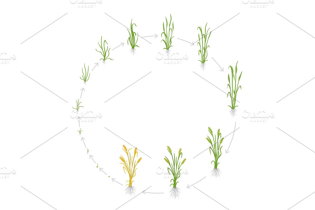 Circular life cycle of rye grain in Illustrations - product preview 8