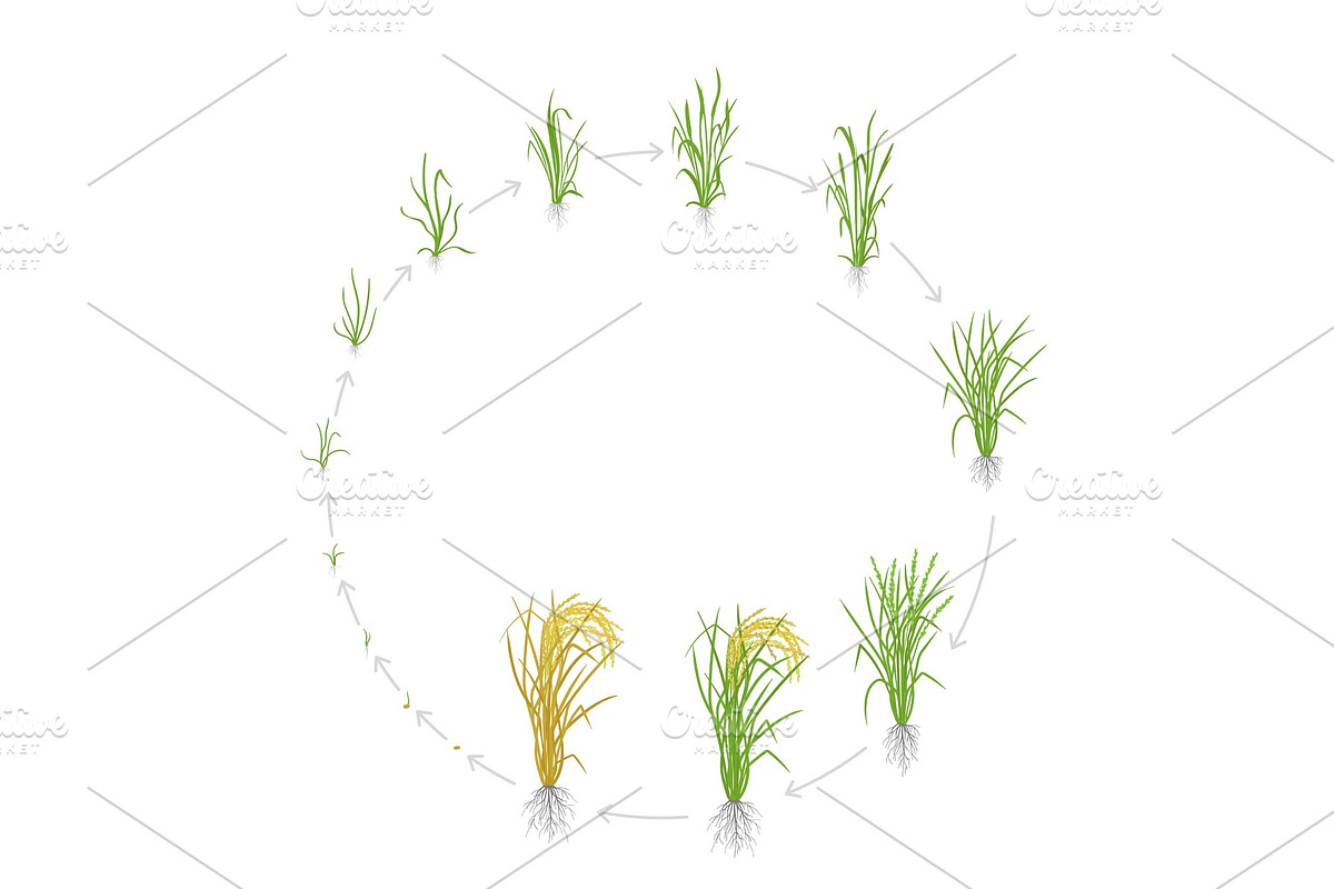 Circular life cycle of rice. in Illustrations - product preview 8