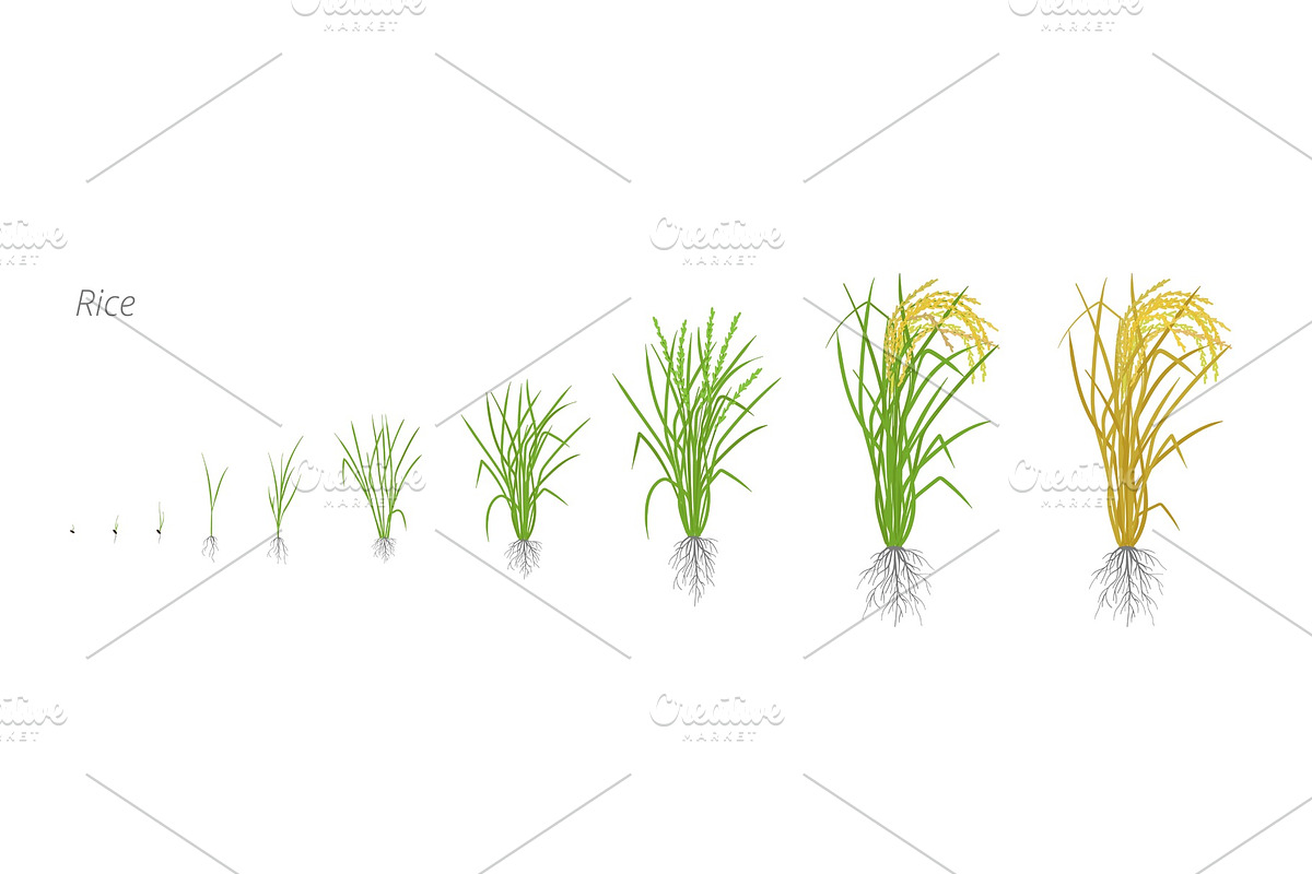 Growth stages of rice plant. in Illustrations - product preview 8