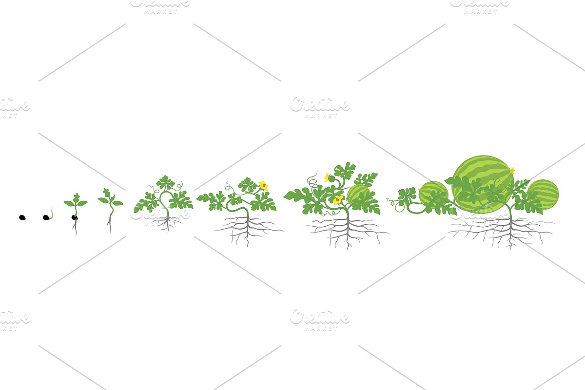 Growth stages of watermelon plant in Illustrations - product preview 8