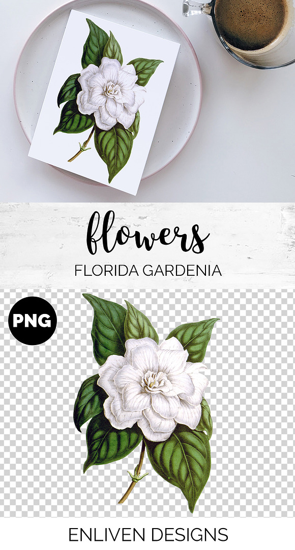 florida gardenia Vintage Flowers in Illustrations - product preview 6
