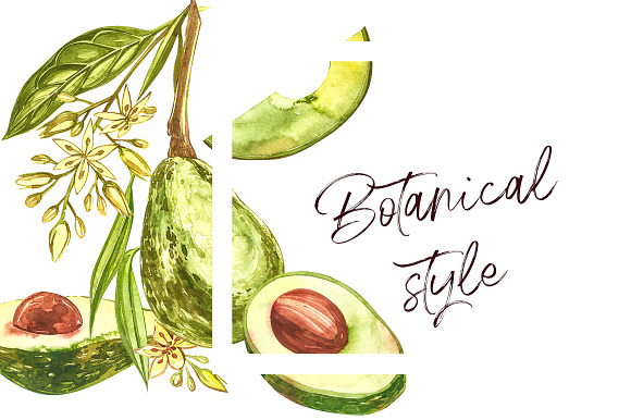 Avocado in botanical style in Illustrations - product preview 1