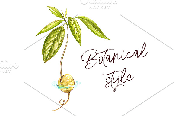 Avocado in botanical style in Illustrations - product preview 2