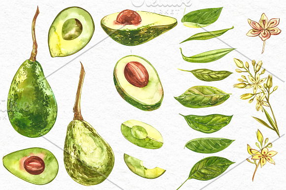 Avocado in botanical style in Illustrations - product preview 3