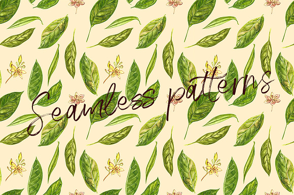 Avocado in botanical style in Illustrations - product preview 7