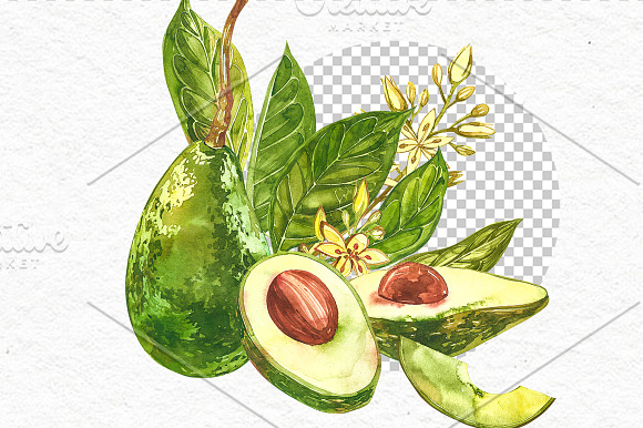 Avocado in botanical style in Illustrations - product preview 8