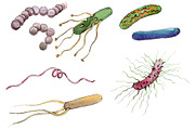 Microbes 1 Watercolor png