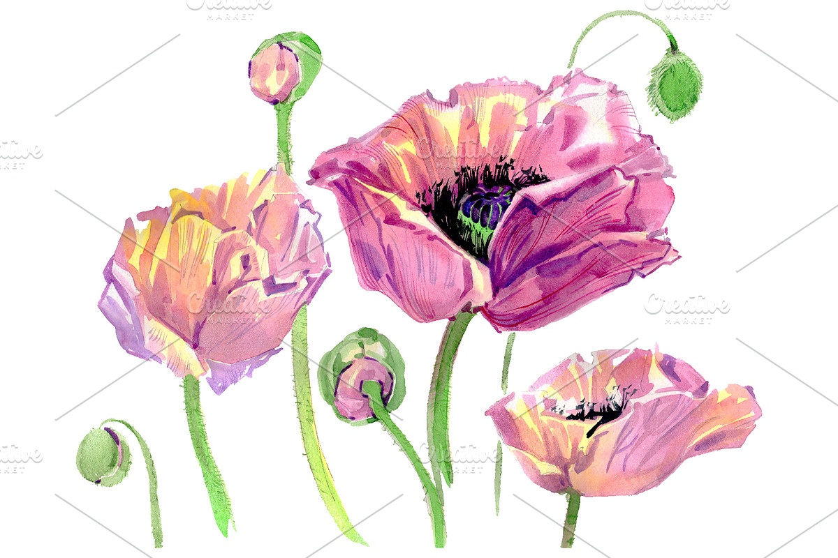 Original poppy Watercolor png in Illustrations - product preview 8