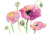 Original poppy Watercolor png