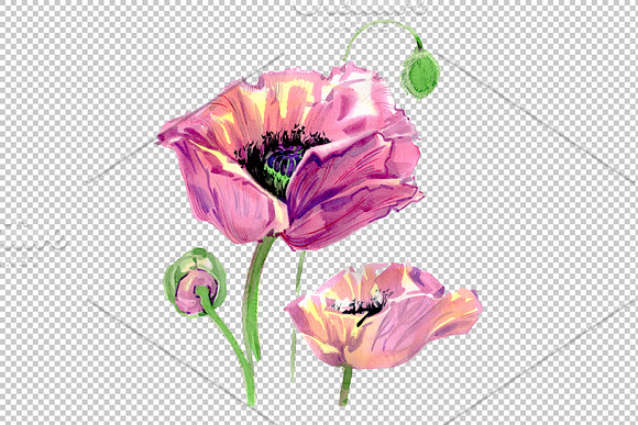 Original poppy Watercolor png in Illustrations - product preview 3