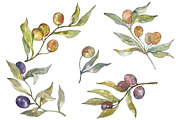 Olives Watercolor png
