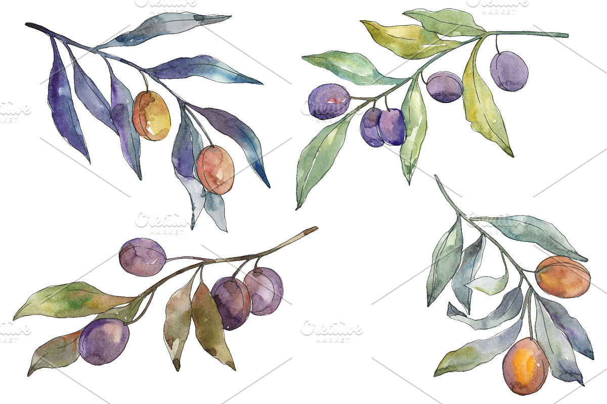 Olives 3 Watercolor png in Illustrations - product preview 8