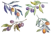 Olives 3 Watercolor png