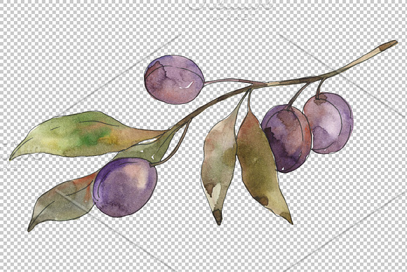 Olives 3 Watercolor png in Illustrations - product preview 1