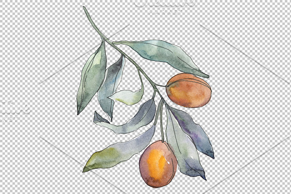 Olives 3 Watercolor png in Illustrations - product preview 3
