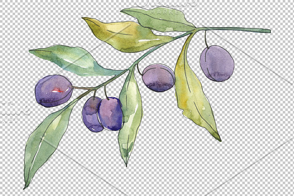Olives 3 Watercolor png in Illustrations - product preview 4