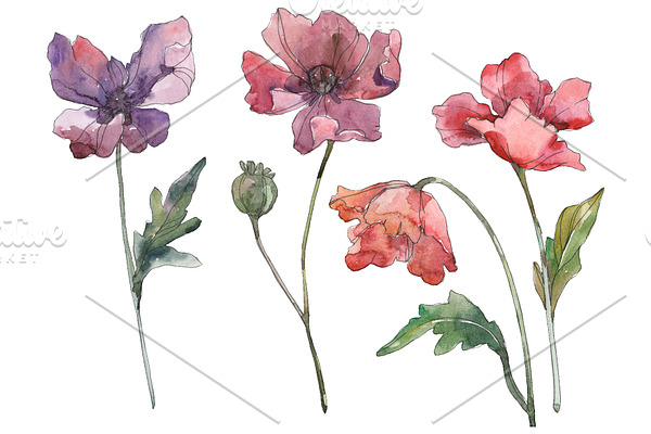 Poppy Watercolor png