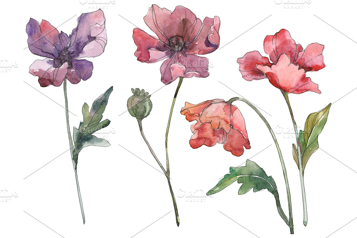 Poppy Watercolor png in Illustrations - product preview 8
