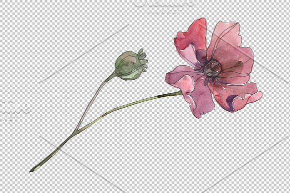 Poppy Watercolor png in Illustrations - product preview 2