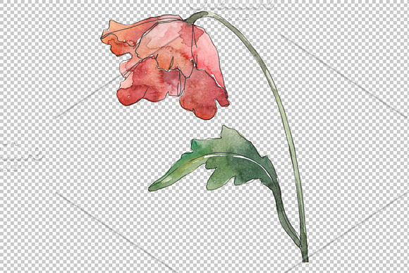 Poppy Watercolor png in Illustrations - product preview 3