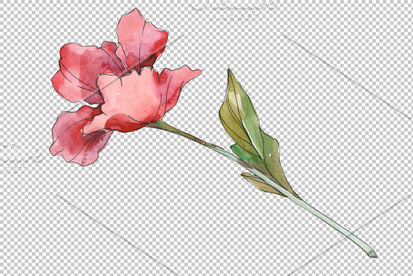 Poppy Watercolor png in Illustrations - product preview 4