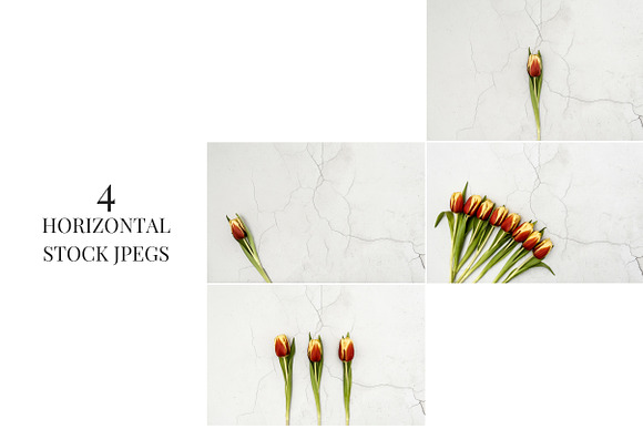 Spring Tulips I in Social Media Templates - product preview 1