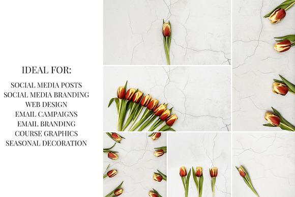 Spring Tulips I in Social Media Templates - product preview 3