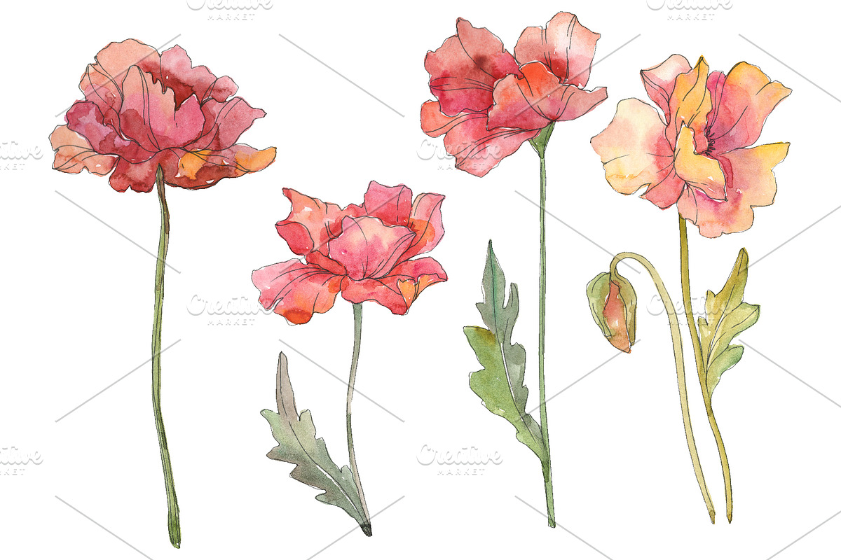 Poppy red Watercolor png in Illustrations - product preview 8