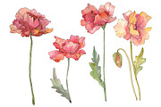 Poppy red Watercolor png