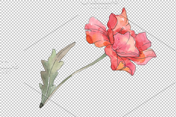 Poppy red Watercolor png in Illustrations - product preview 2