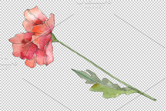 Poppy red Watercolor png in Illustrations - product preview 4