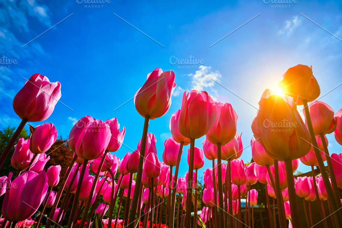 Blooming tulips against blue sky low in Graphics - product preview 8