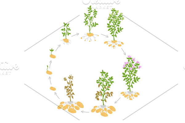 The life cycle crop stages of potato