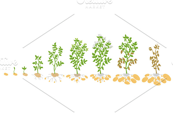 Crop stages of potato.