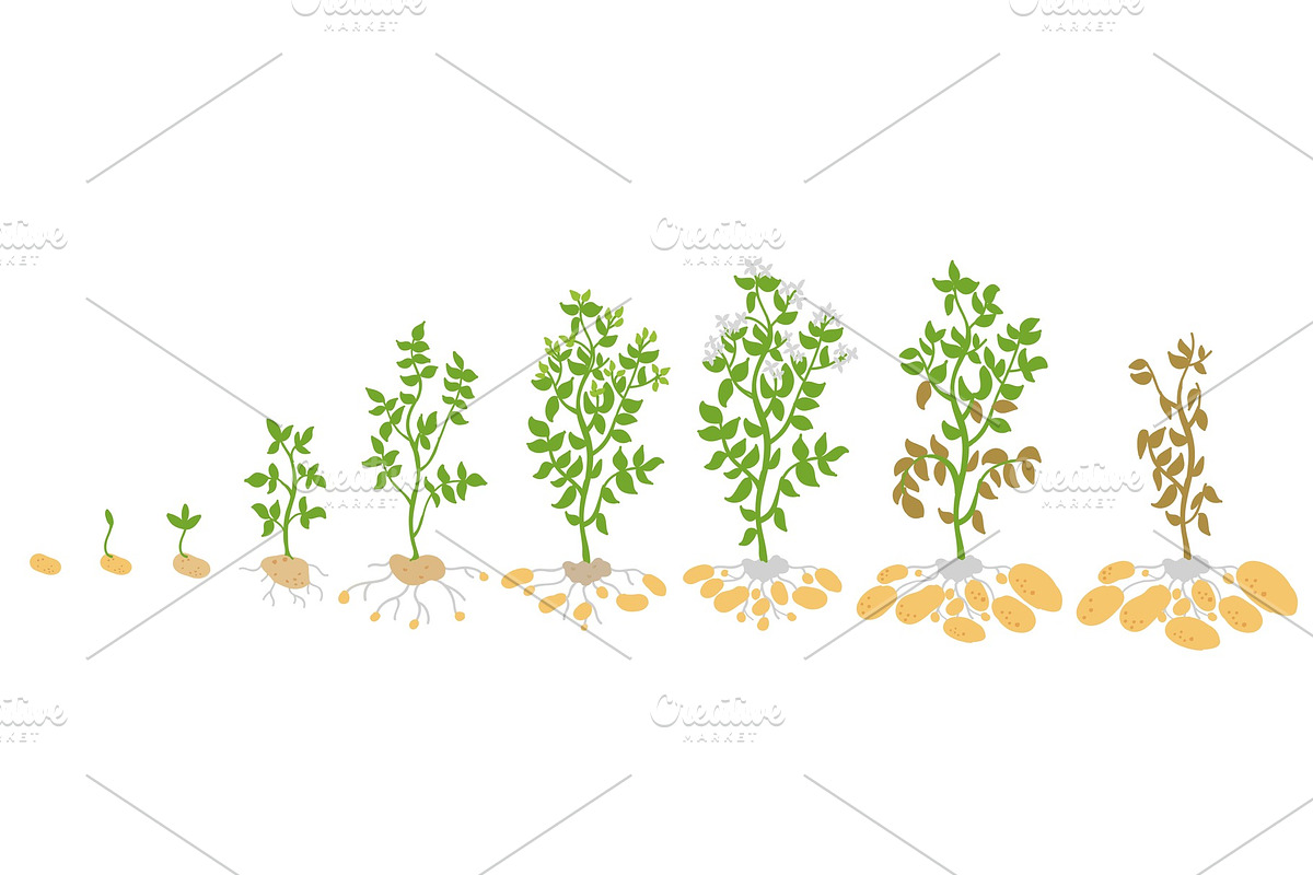 Crop stages of potato. in Illustrations - product preview 8