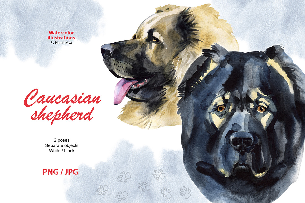 Watercolor dog. Caucasian shepherd in Illustrations - product preview 8