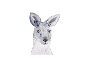 Watercolor Kangaroo Illustration