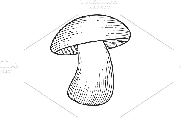 Porcini mushroom sketch engraving