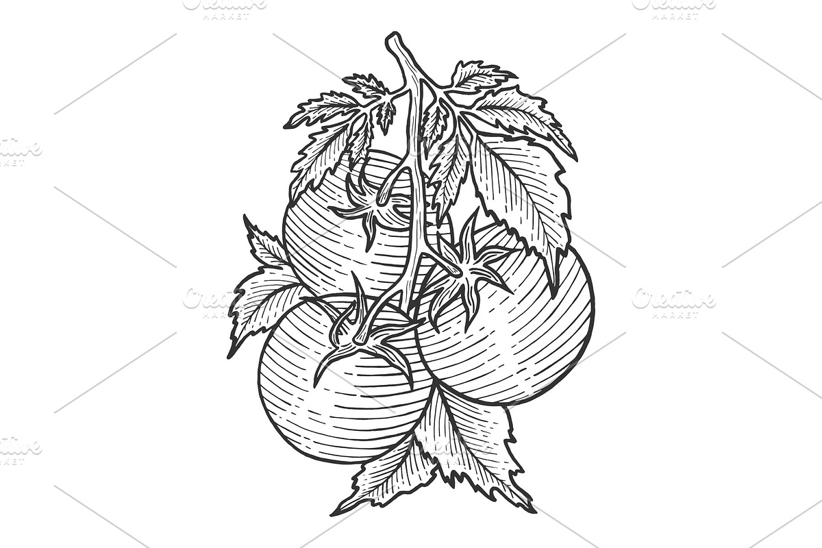 Tomato sketch engraving vector in Illustrations - product preview 8