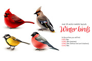 Winter Birds Realistic Set