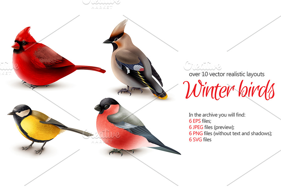 Winter Birds Realistic Set in Illustrations - product preview 8