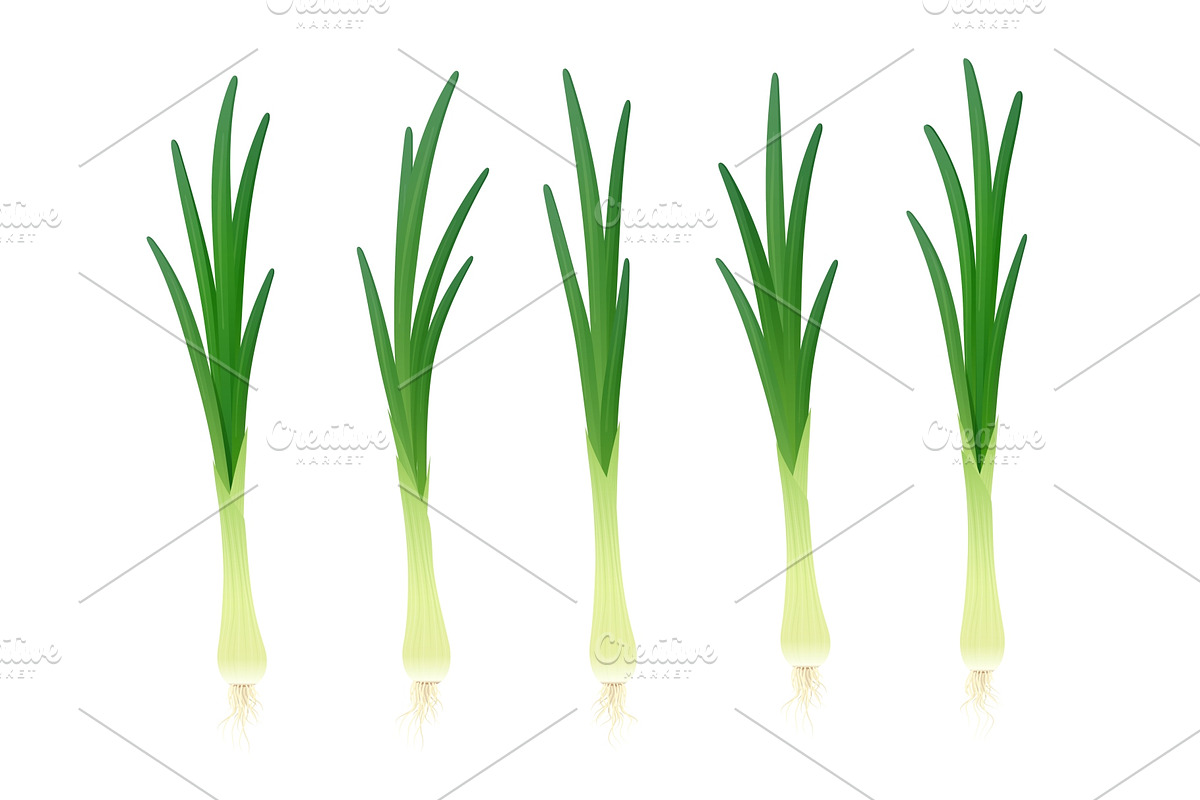 Onion. Ripe green vegetable. Vector. in Illustrations - product preview 8
