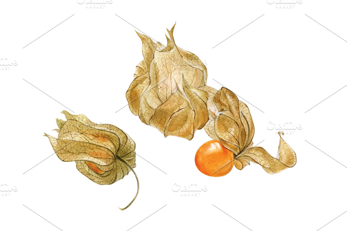 Watercolour Physalis in Illustrations - product preview 8
