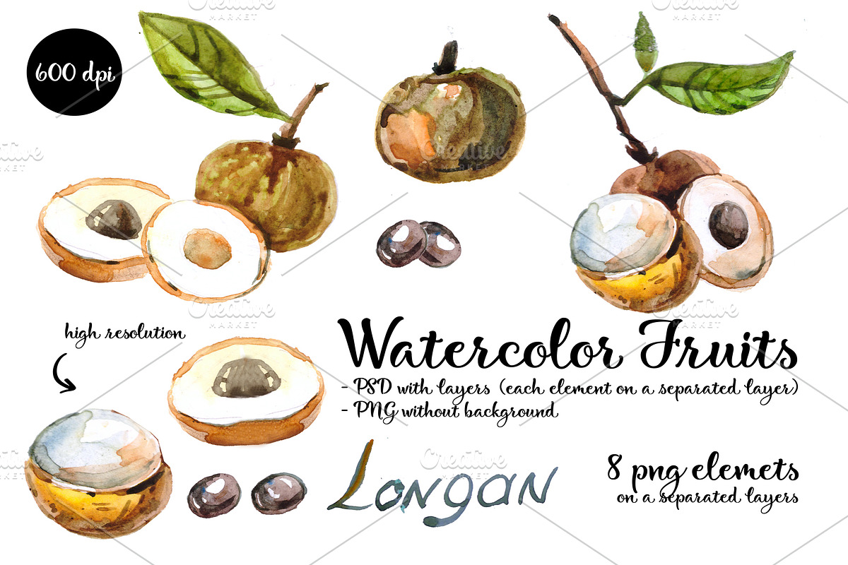 watercolor longan. Tropical fruit in Illustrations - product preview 8