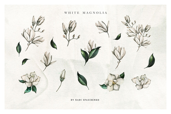 Watercolor White Magnolia in Illustrations - product preview 1