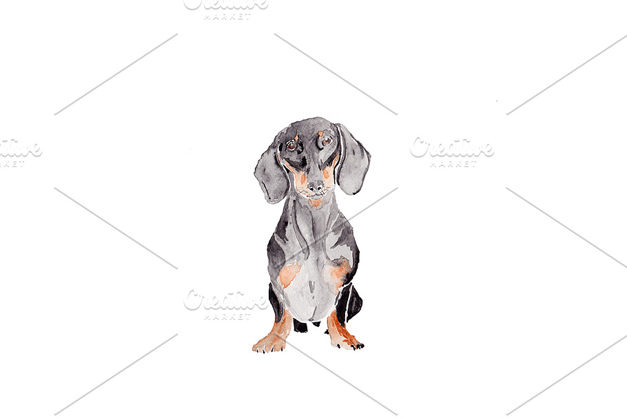 Dachshund Dog Illustration in Illustrations - product preview 8
