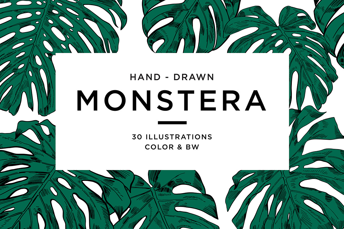 Green MONSTERA Leaves in Illustrations - product preview 8